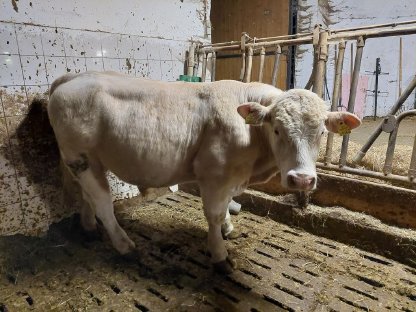 Verkaufe Bio Charolais Zuchtbullen