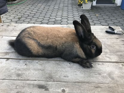 Thüringer Kaninchen zu verkaufen