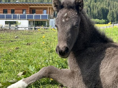 Tolles Isländer-Fohlen