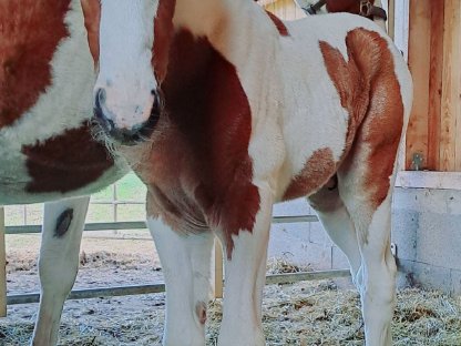 Bild 3:Pinto Junghengst