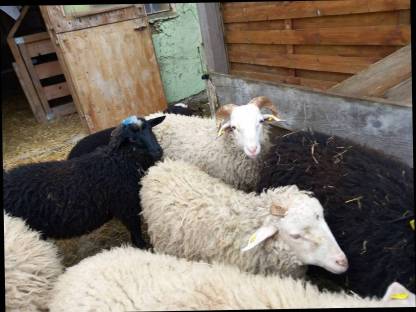 Bild 4:Waldschaf Widder