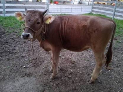 Original Braunvieh Kalb