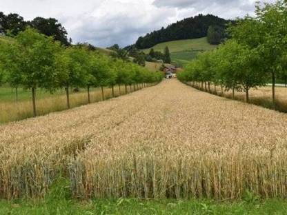 Umsetzung eines Agroforstsystems