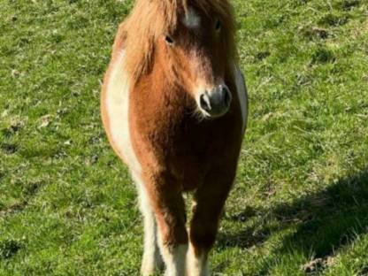 Pony