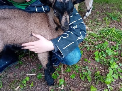 Ziegenkitze männlich oder weiblich zu verkaufen