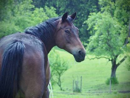 Bild 2:Deutsches Reitpony 13-jährig