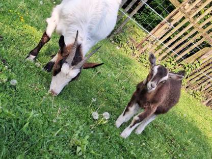 Bild 4:Bockkitz