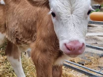 Bio Kalb weiblich