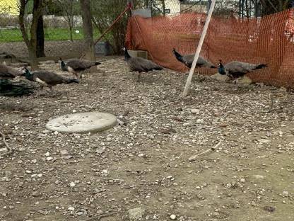 Pfau
