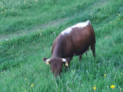 Bild 2:Tuxerkalbin