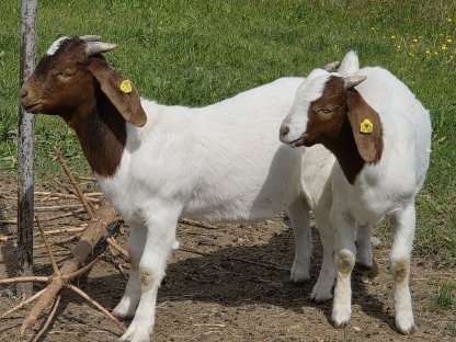 Bild 5:Verkaufe Burenziegen