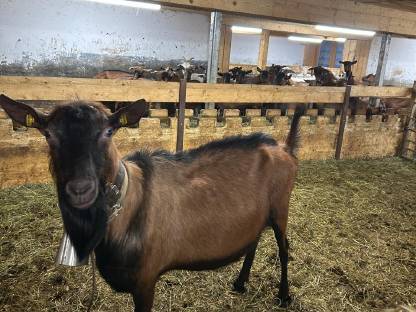 Bild 5:GGZ Bock
