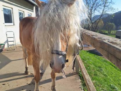 Haflinger
