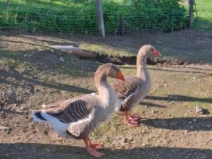 Gänse