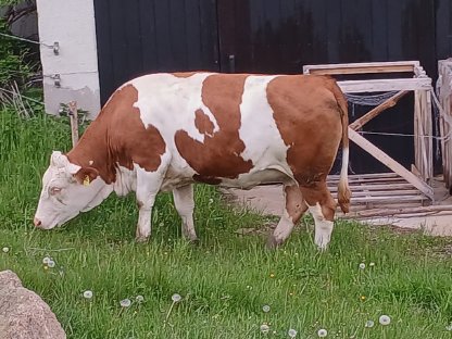 Verkaufe trächtige FV Kalbinnen