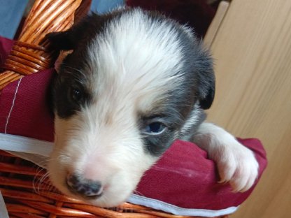 Bild 8:Border Collie Welpen