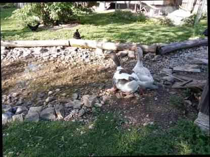 Bild 4:Pommern Gans