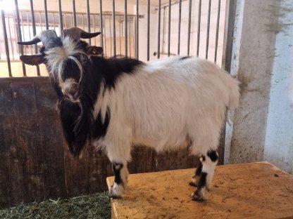 Zwergziegenbock