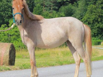 Sehr liebes Kinderpony - Stute