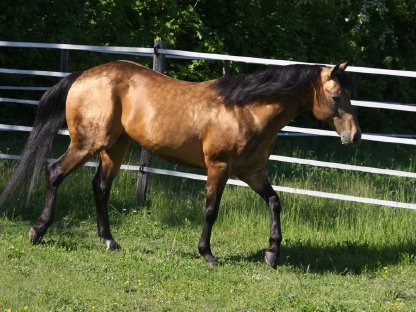 Bild 6:Deckanzeige American Quarter Horse Hengst Onelittlestepforluna