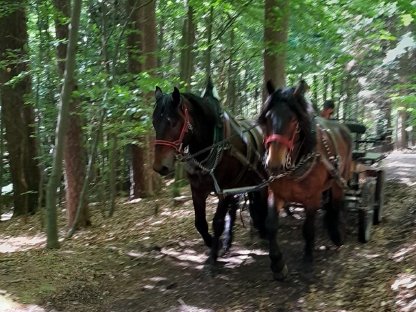 Bild 2:Noriker Gespann