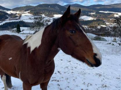 Reitbeteiligung gesucht