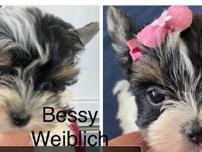 Besondere Yorkie Babys suchen liebevolles Zuhause