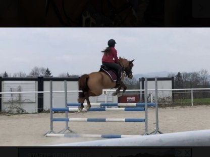 Bild 2:Deutsches Reitpony sucht liebevolles Zuhause