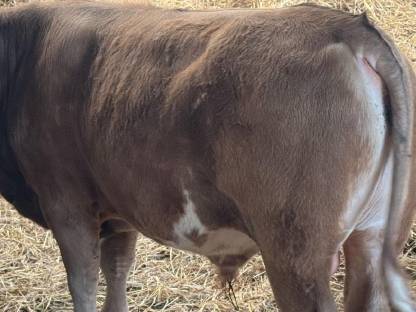 Angus Fleckvieh Bio Stier