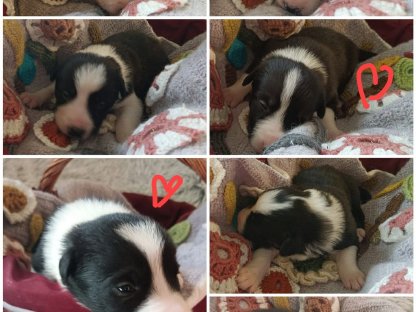 Border Collie Welpen