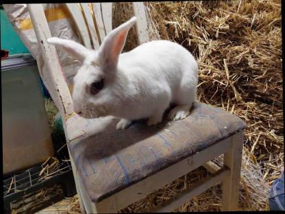Bild 3:Hase (Mischlingshasen)