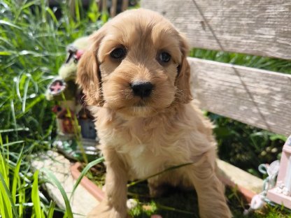 Traumhund der Rasse American Cockapoo
