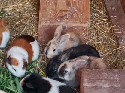 Bild 3:Zwergkaninchen