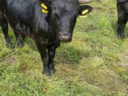 Bild 2:BIO Dexter Stier