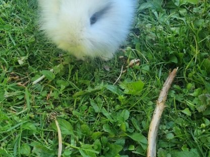 Kaninchen