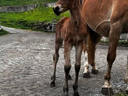 Bild 3:Haflinger-Araber Stutfohlen