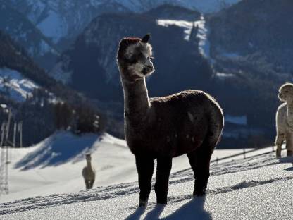 Bild 4:Alpaka Zuchtstuten, Hengste, Freizeittiere