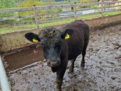Bio Angus Stier