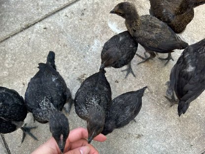 Bild 3:MEZK Hähne 5 Wochen