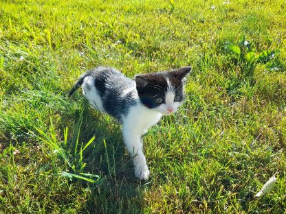 Schöne Katzenbabys