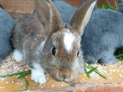 Blaue Wiener und Mischling Jungtiere