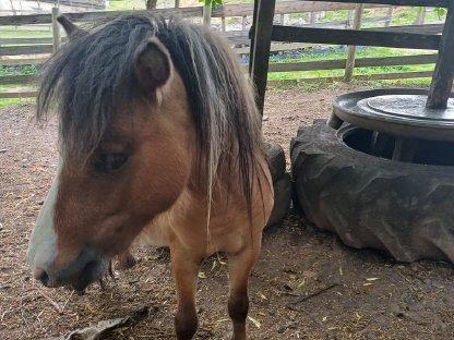 Bild 3:Amerikanisches Miniaturpferd Hengst Sonderfarbe