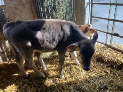 Brown Swiss Kuhkalb, Braunvieh