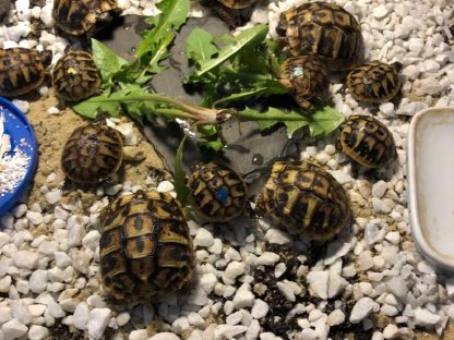 Griechische Landschildkröten