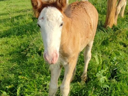 Bild 5:Irish Tinker Fohlen
