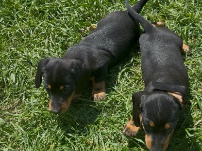 Bild 4:Tolle Begleiter Fürs Leben