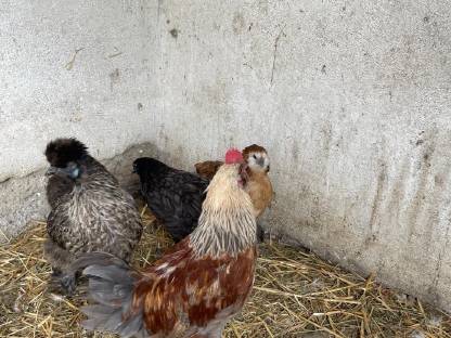 Bild 4:Reinrassiger Gelb-Schwarz Gesäumter Orpingtonhahn