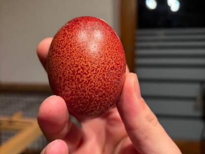 Bild 3:Bruteier Mix Buntleger