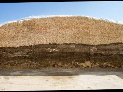 Fahrsilo Silage