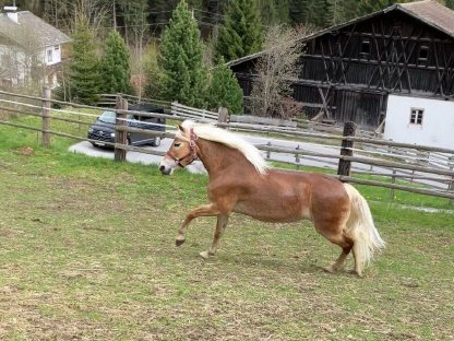 Haflinger Stute